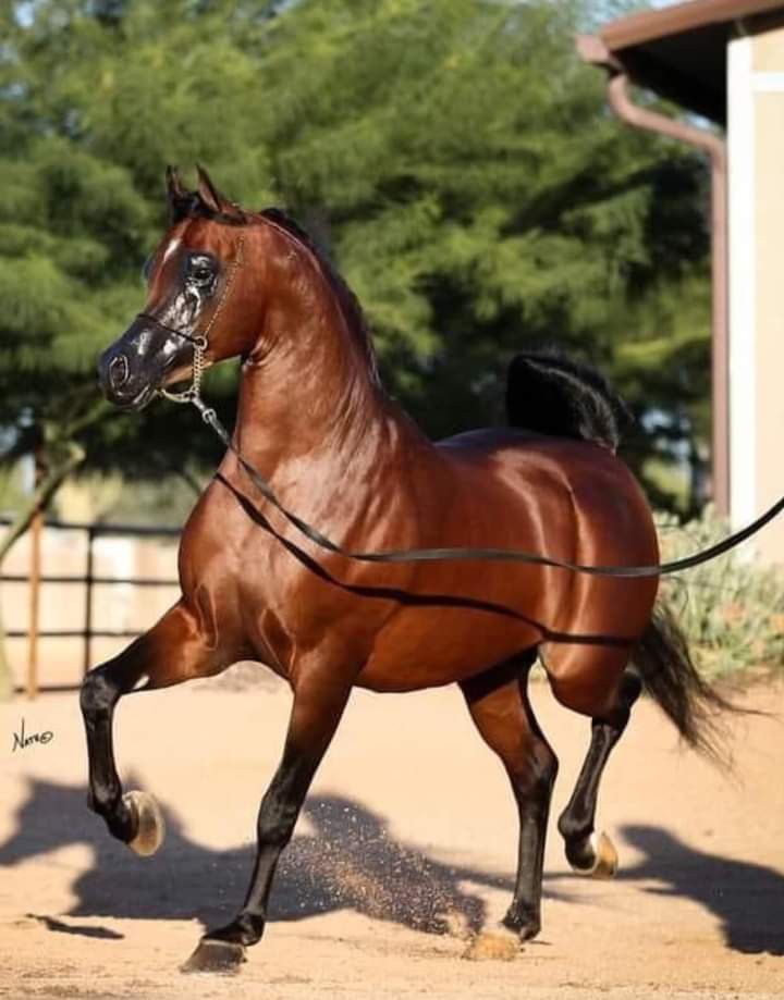 خيل